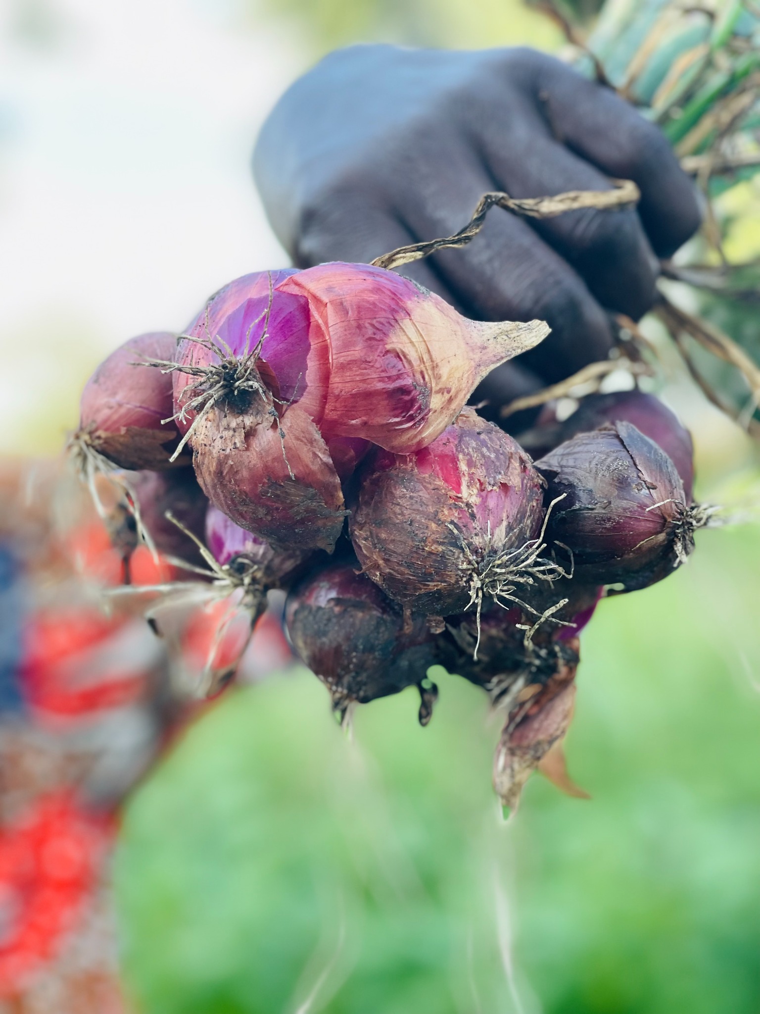 Farmer holding a bunch of onions in a field